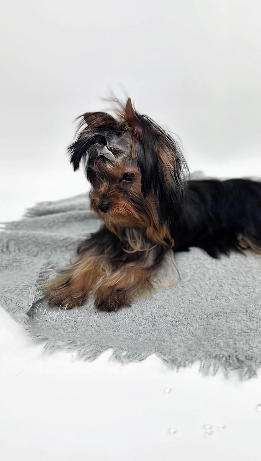 York Yorkshire terrier FCI : DAGLAS - piesek