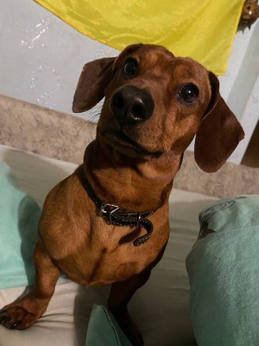 Шукаю дівчинку таксу Ірпінь