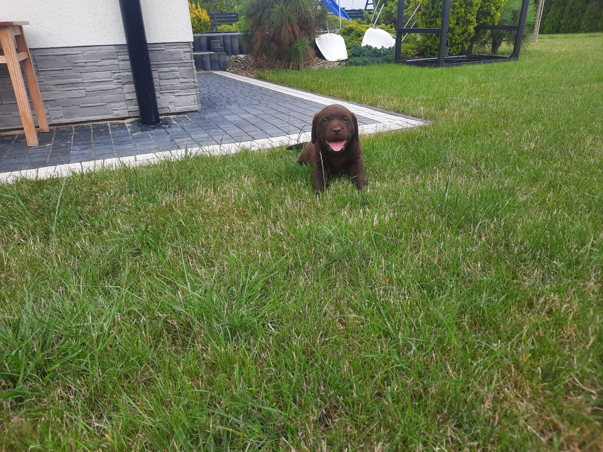 Labrador piesek zapraszam