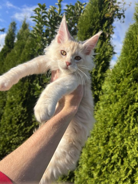 Kotka   Maine Coon  z Rodowodem
