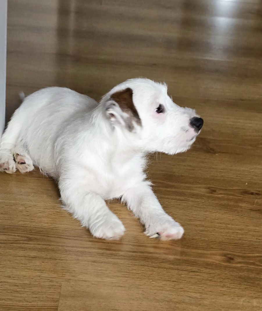 Jack Russell Terrier ZKwP FCI piesek