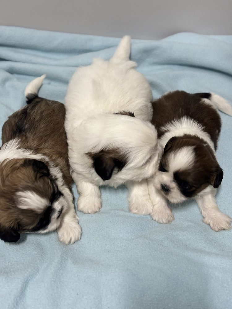 Szczeniak Shih Tzu- OREO do rezerwacji (biały)