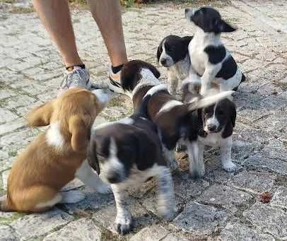 cães com 2 meses
