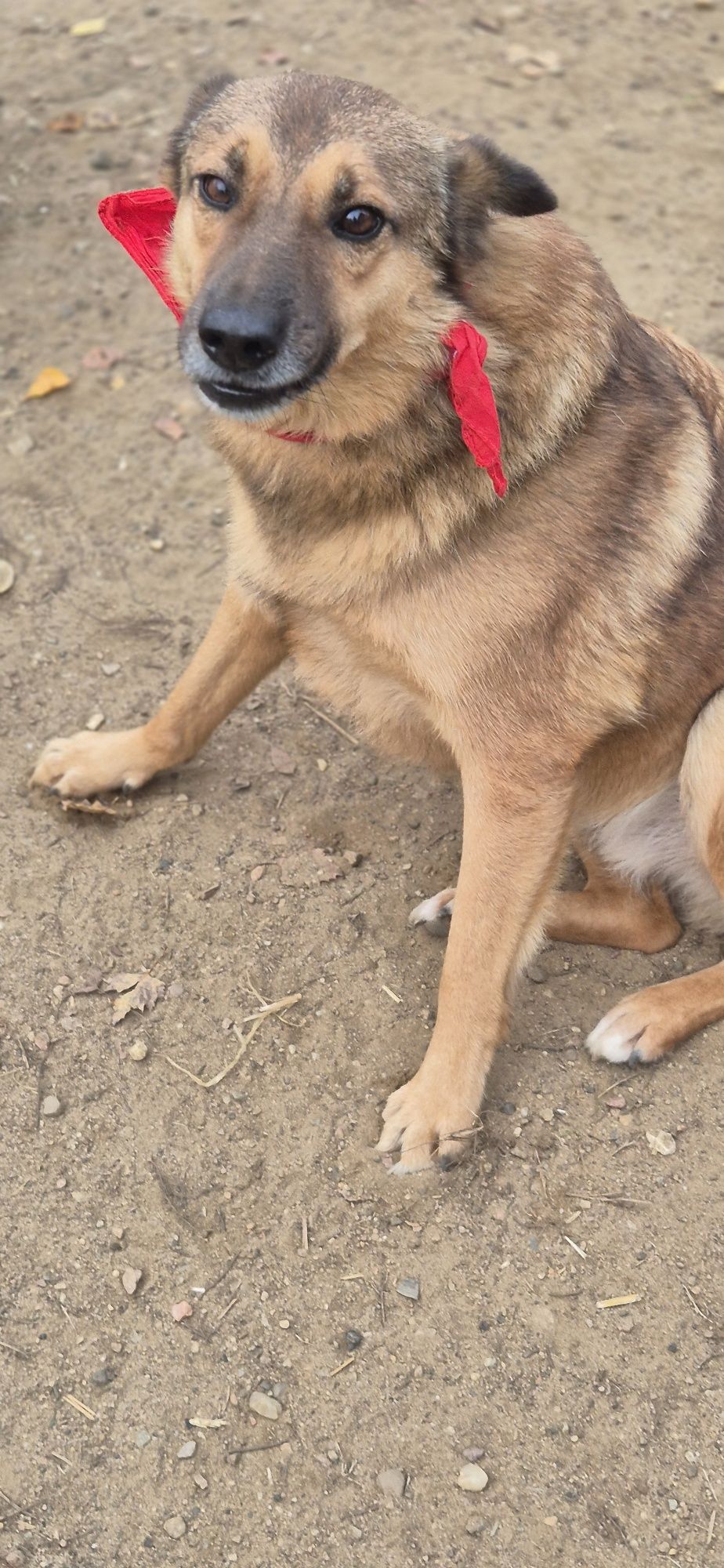 Piesek Około 5 lat