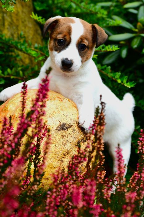 Piękna suczka Jack Russell Terrier