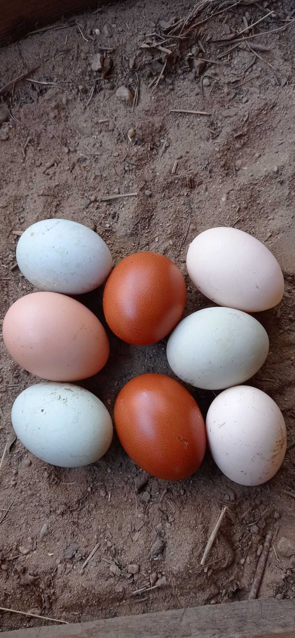 Dorosłe młode koguty ostatnie dwa
