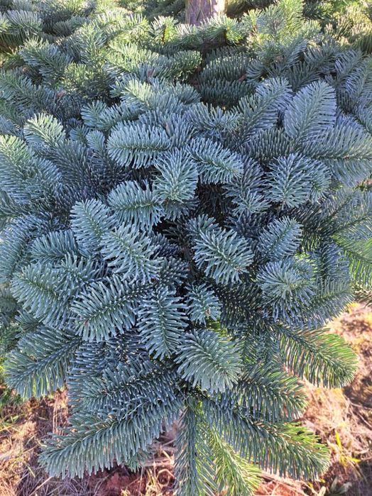 Stroisz, Gałęzie Nobilis, Jodła Kaukaska