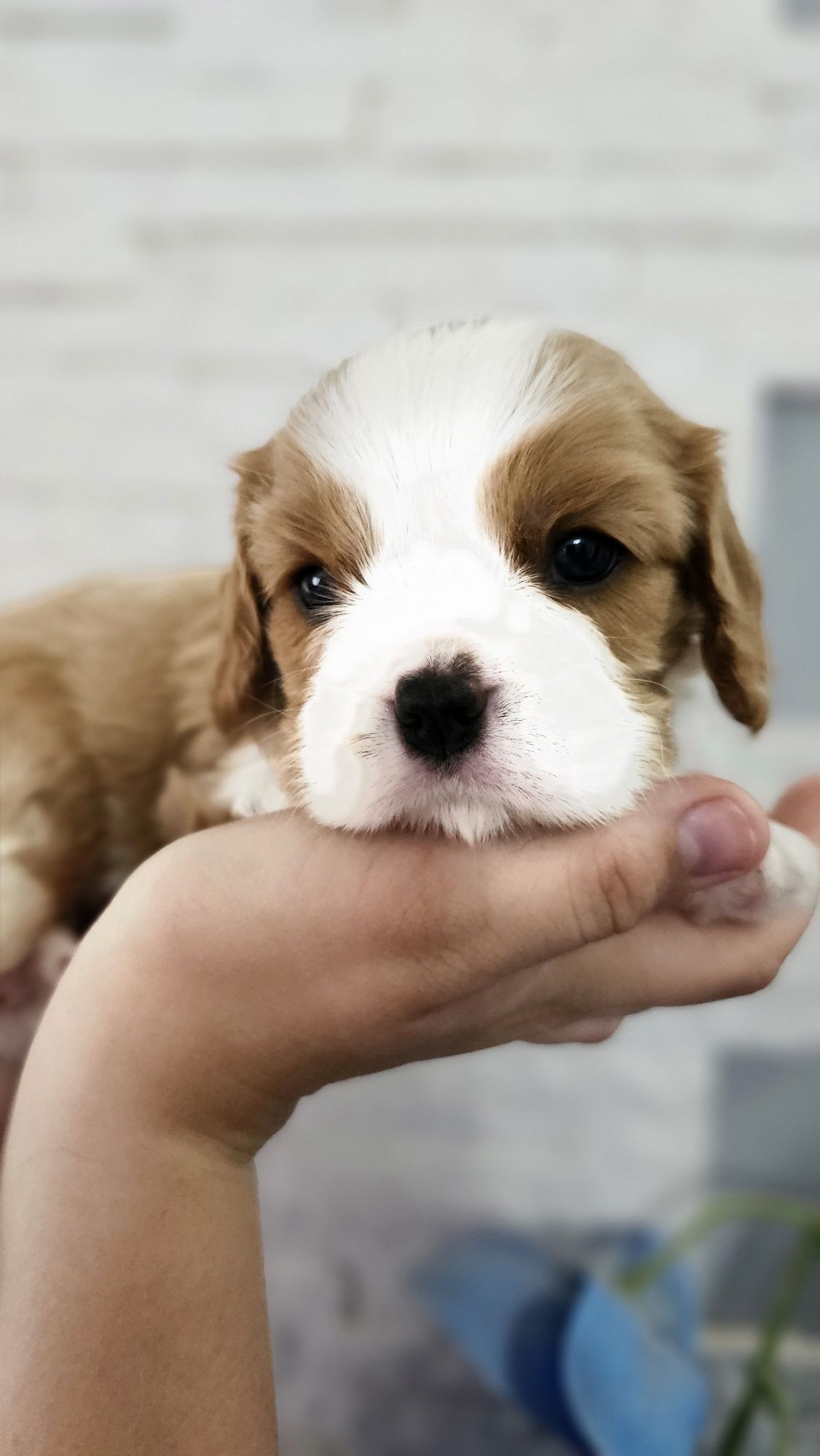 Cavalier King Charles Spaniel