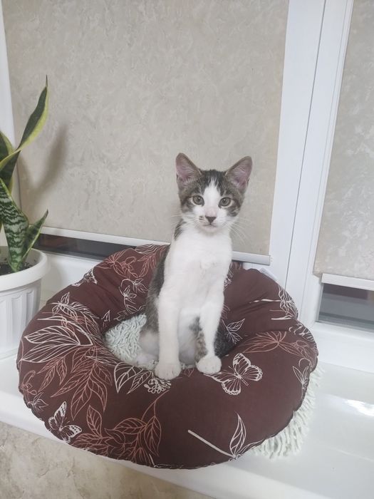 Хлопчик шукає родину