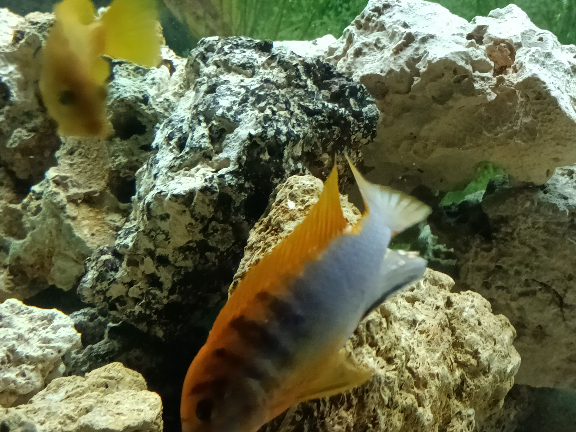 Macho Labidochromis sp Hongi, ciclideo