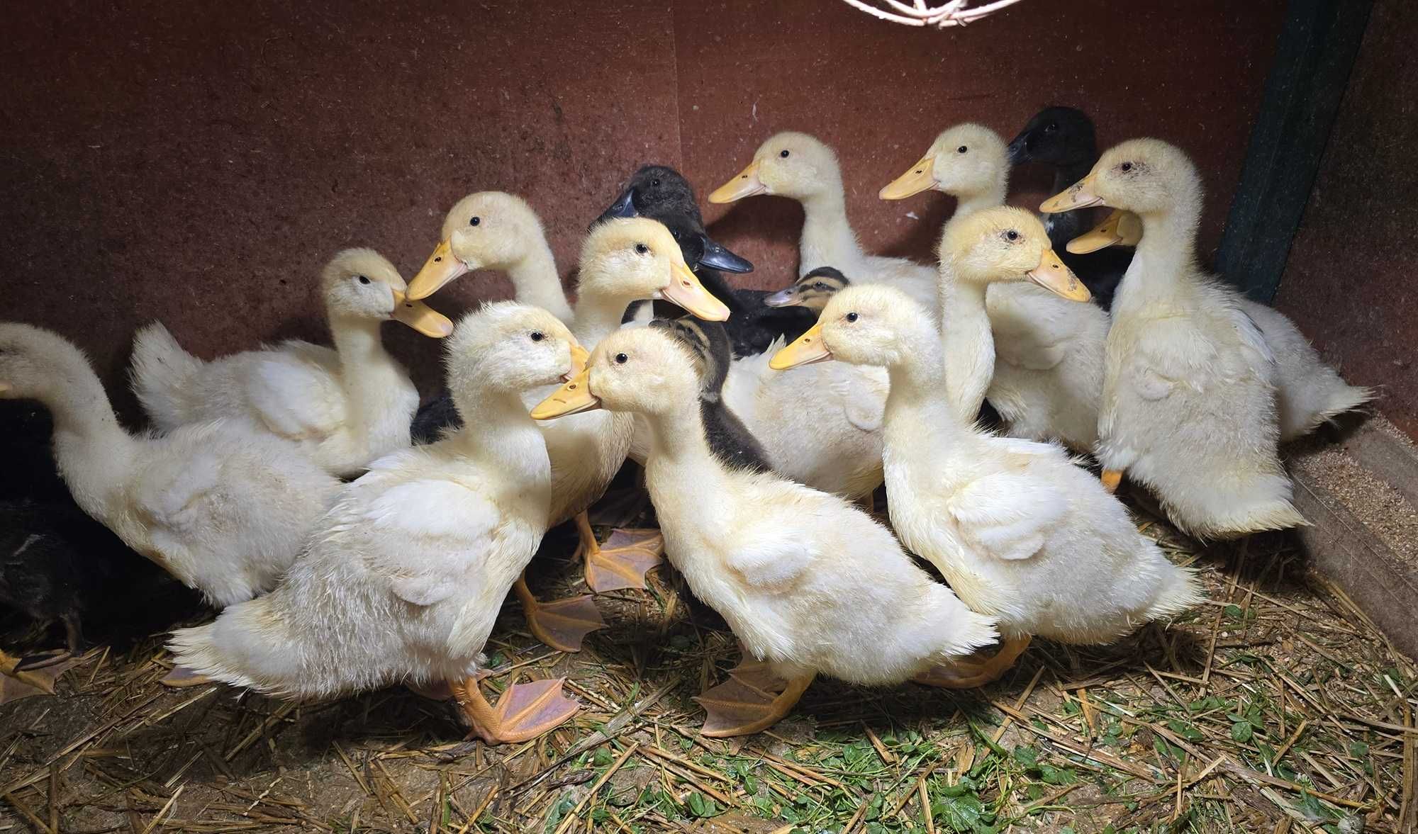 Kaczki młode Pekin, Cayuga-mix