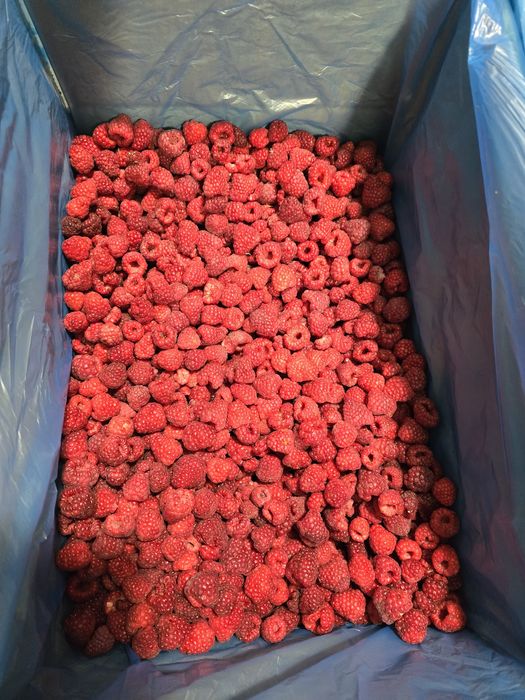 Продам ожину,малину,грис.