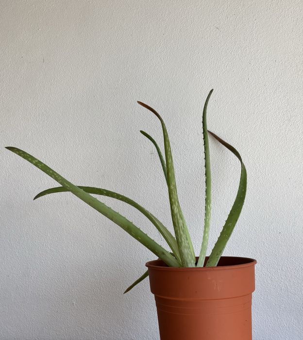 Aloe Vera individual vários tamanhos