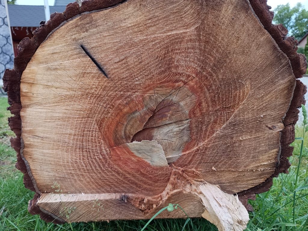Orzech włoski pień ,kłoda, konar