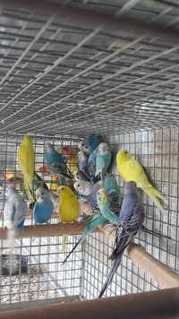 Продам молоденьких волнистых попугайчиков