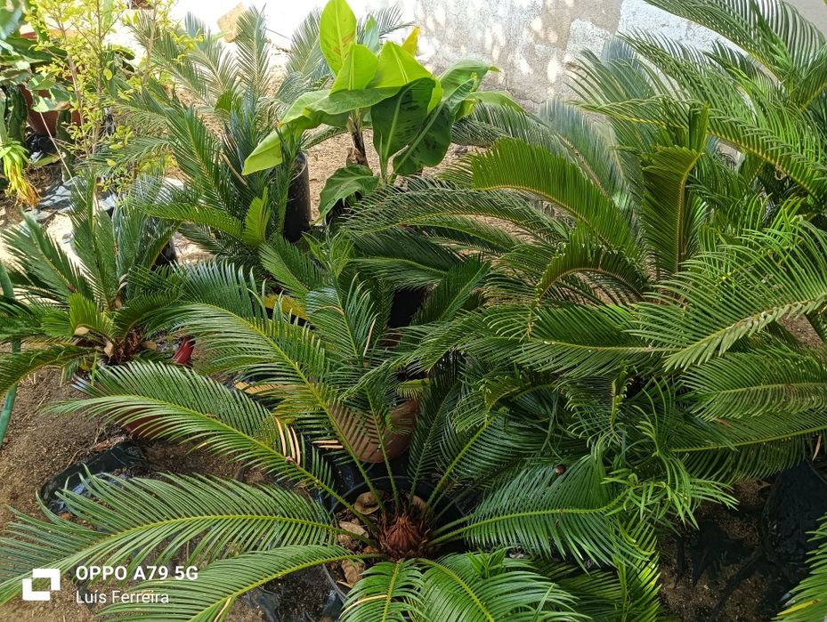 Vendo Plantas de Jardim