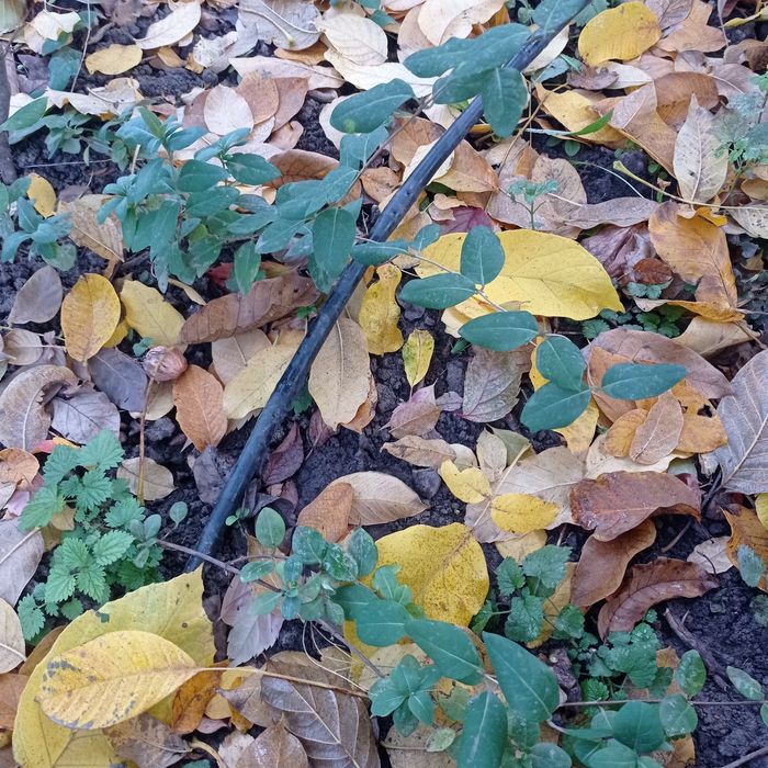 Декоративные кустарники