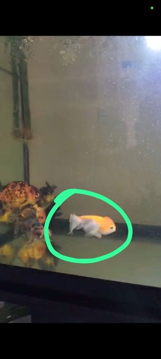 Orandas/ryukin/ranchu(ler bem descrição)