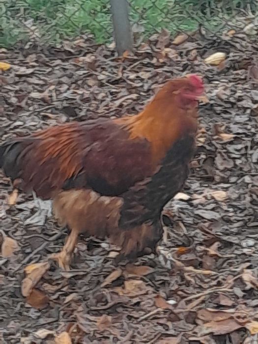 Mlode kogutki zmienia kurnik