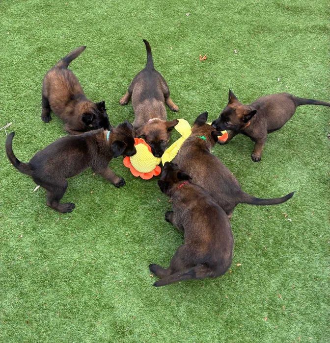 Щенки бельгийской овчарки малинуа! Темный окрас с документами!