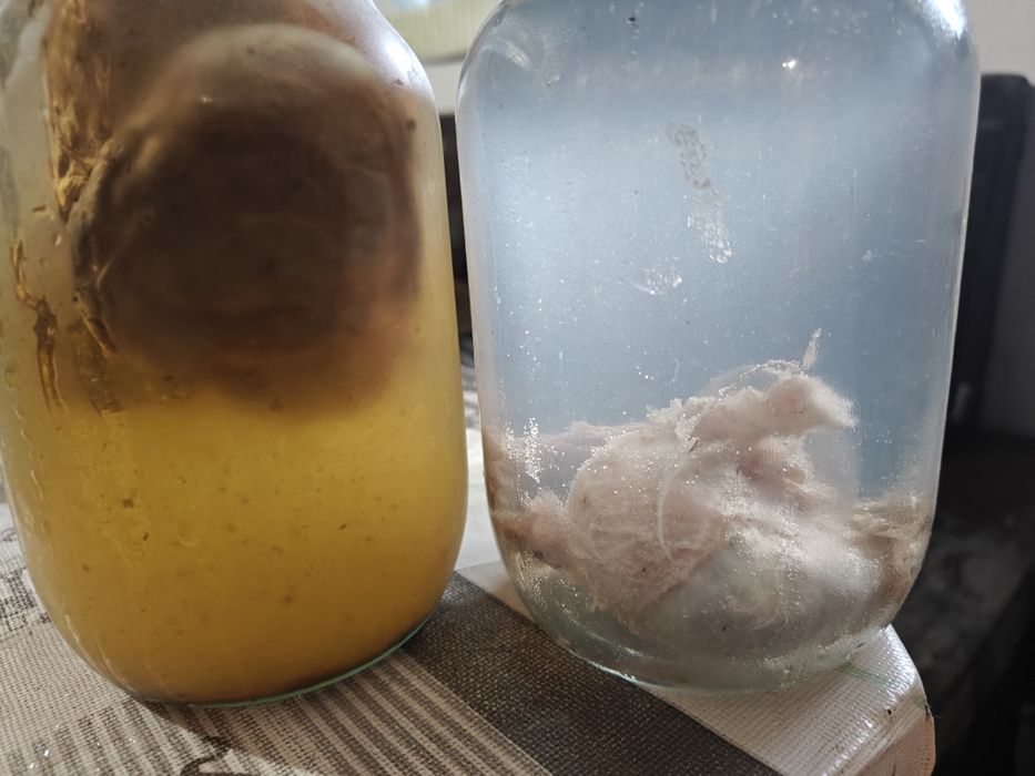 Мускус .правильного виробництва