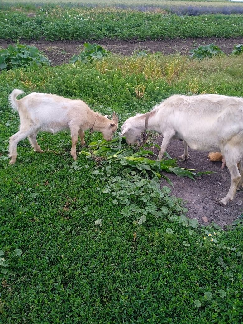 Продам козу з її козликом