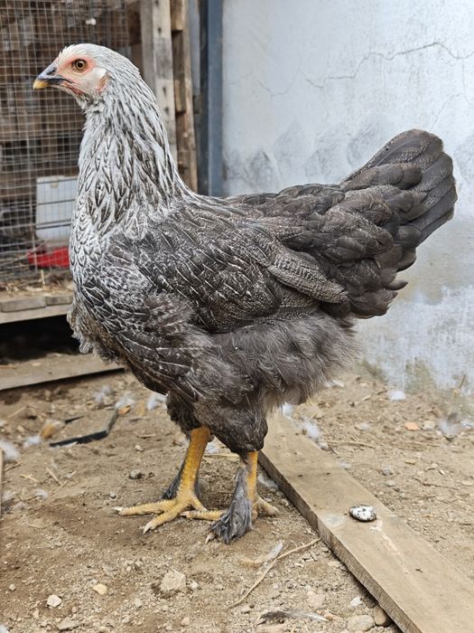 Casal x brahmas jovem