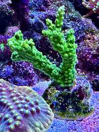 Acra toxic green sps koralowiec