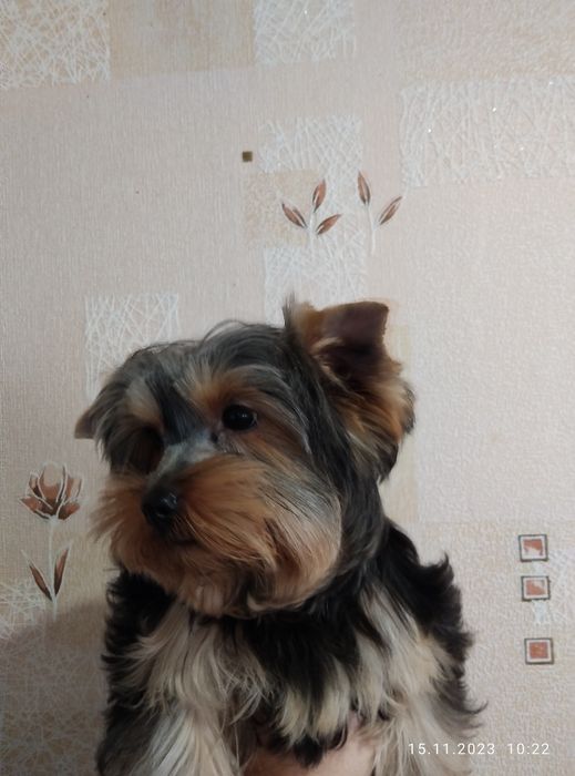 Щенок йоркширского терьера