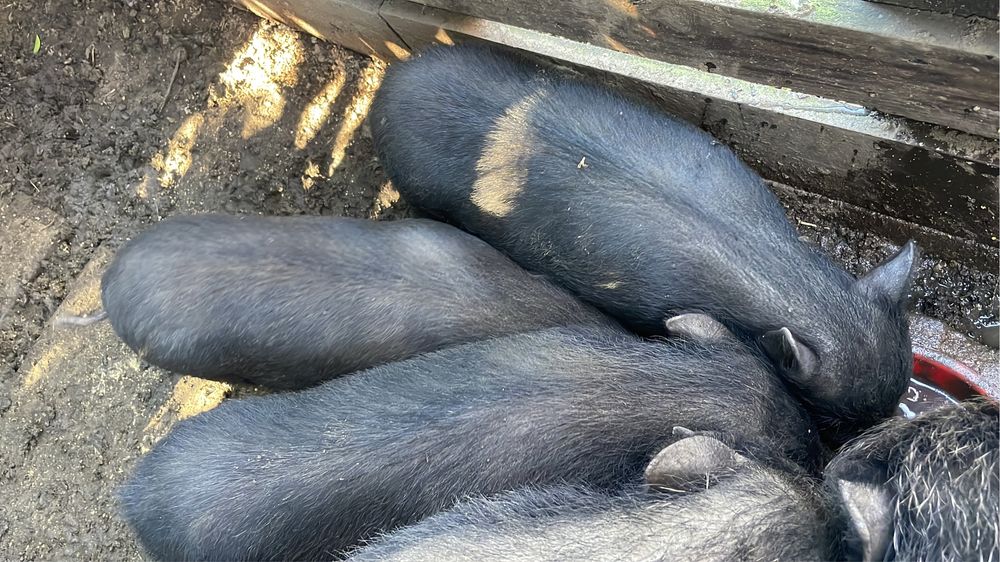 Porcos vietnamitas muito bonitos