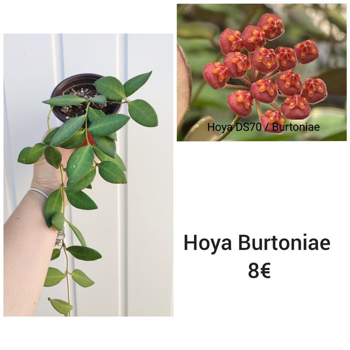 Hoya Burtoniae - Flor de Cera