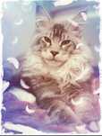 Maine Coon do płatnej adopcji