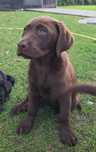 Labrador Retriever
