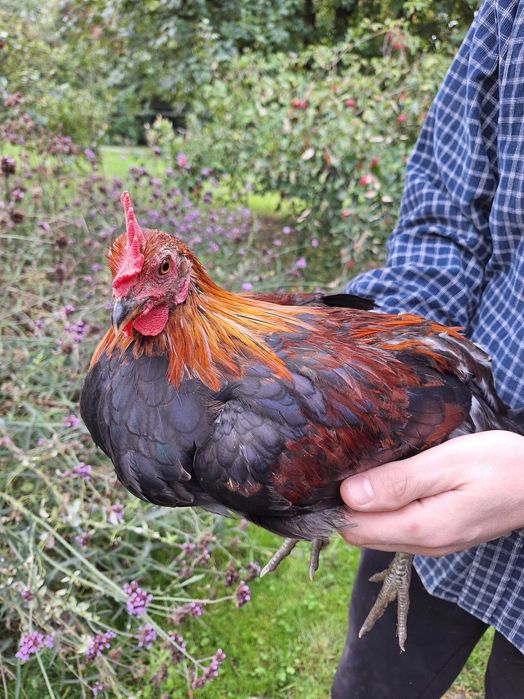 Koguty rasy Zielononóżka (18-tygodni)