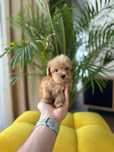 Maltipoo Samiec Art Puppies Badania genetyczne