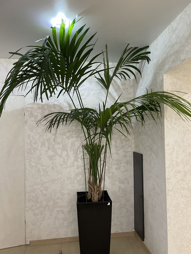 Пальма велика вазон рослина