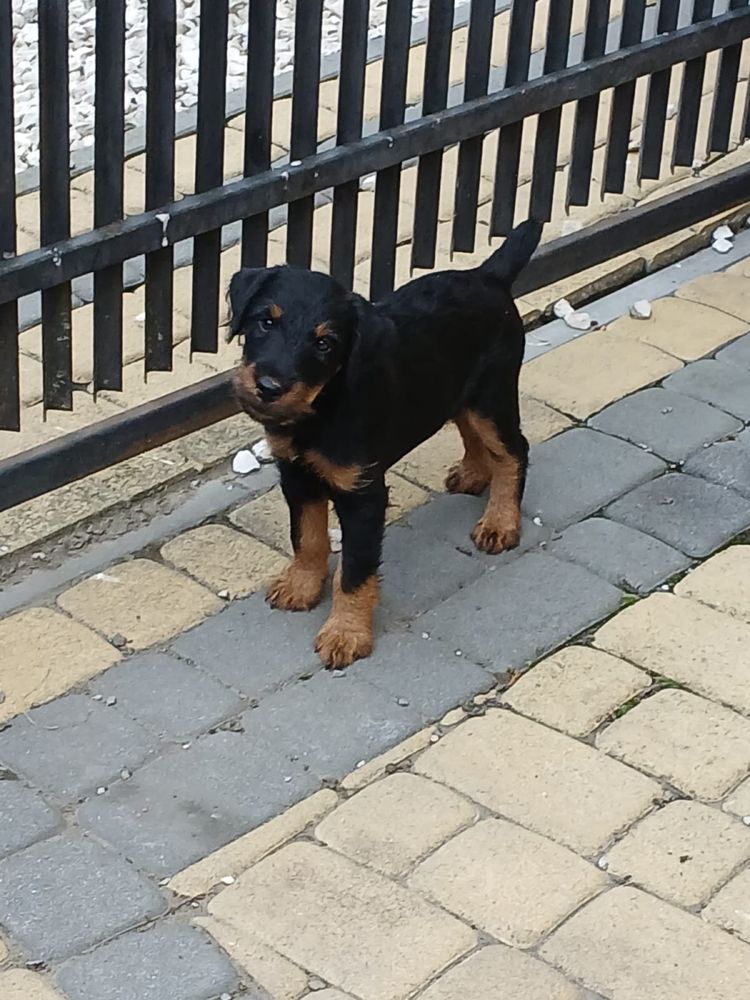 Terrier niemiecki śliczny piesek
