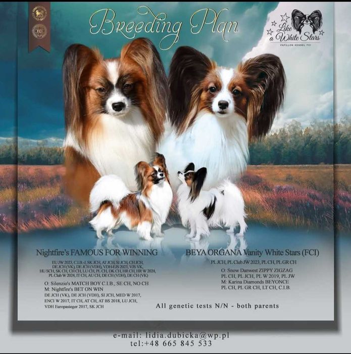 Piesek papillon ZKwP/FCI