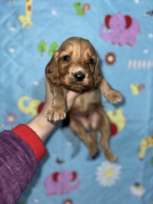 Кокерята різні окраси