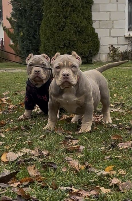 Anerican Bully ABKC pocket