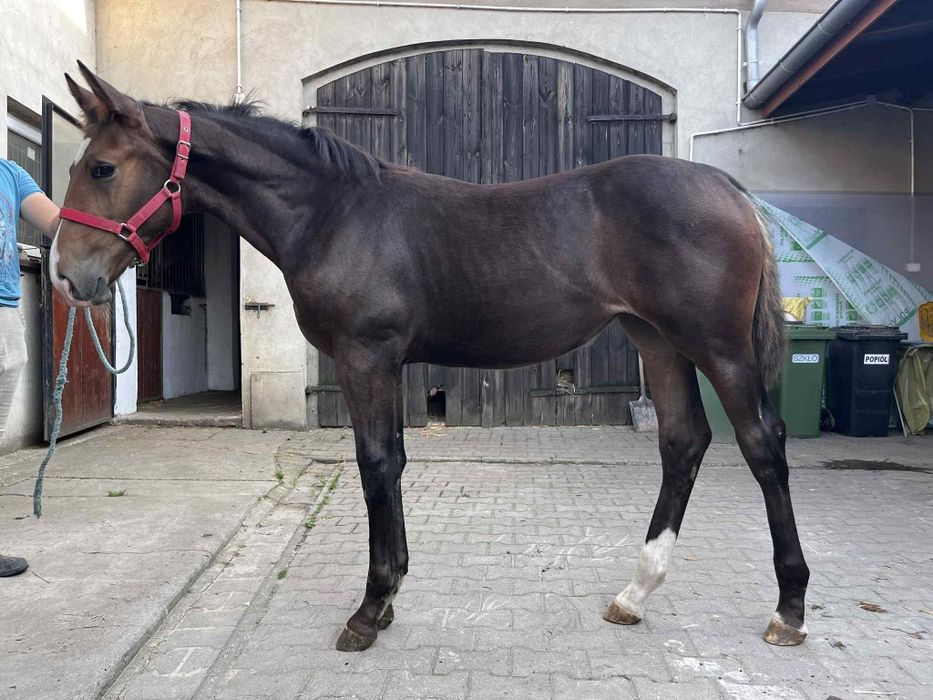 Źrebica śląska Lissa