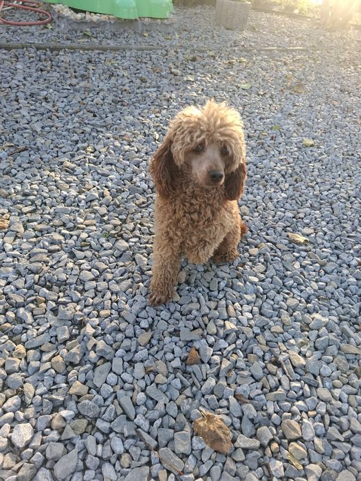 Reproduktor krycie pudel miniatura red