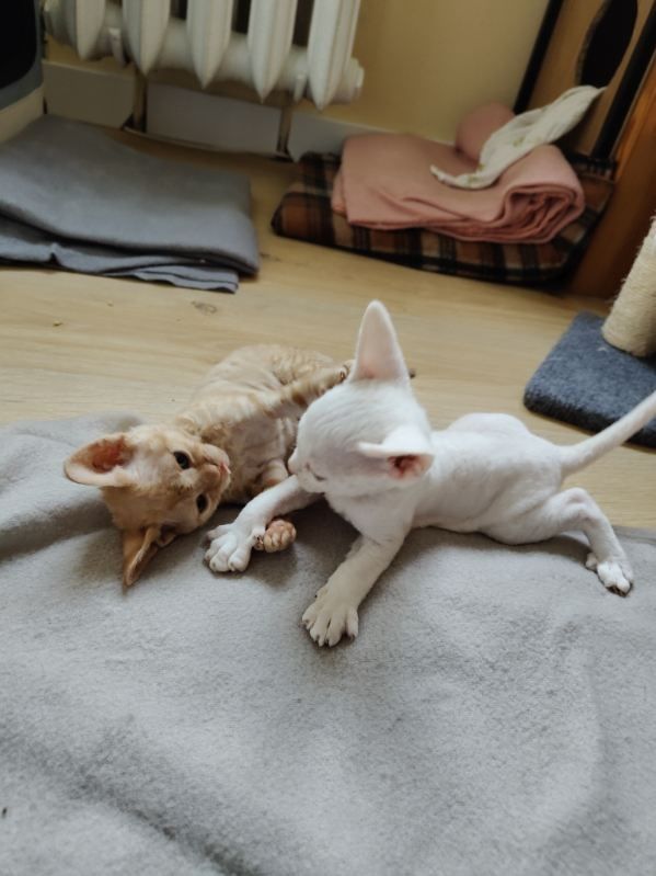 Devon rex ruda dziewczynka