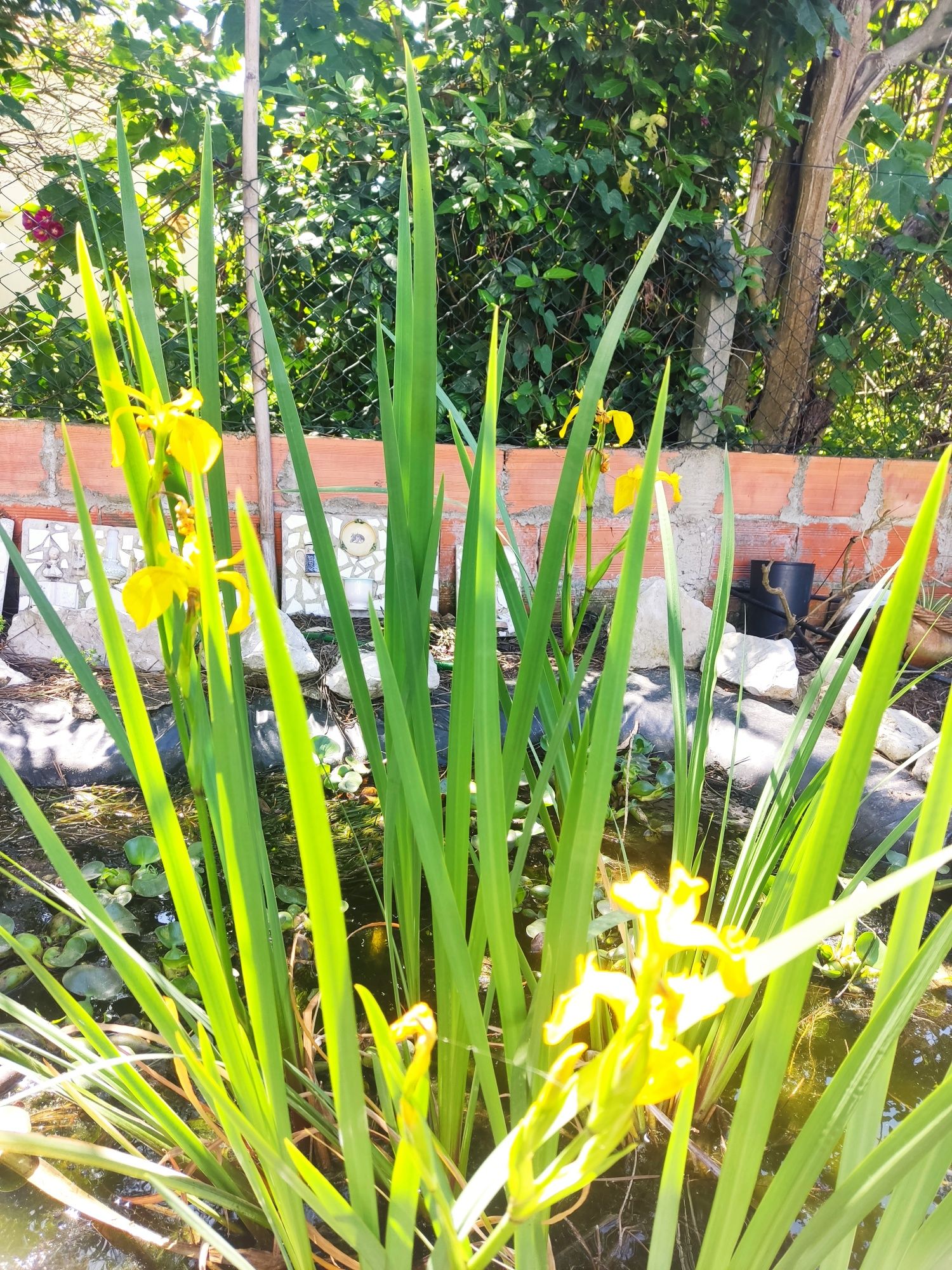 Variadade de plantas aquáticas