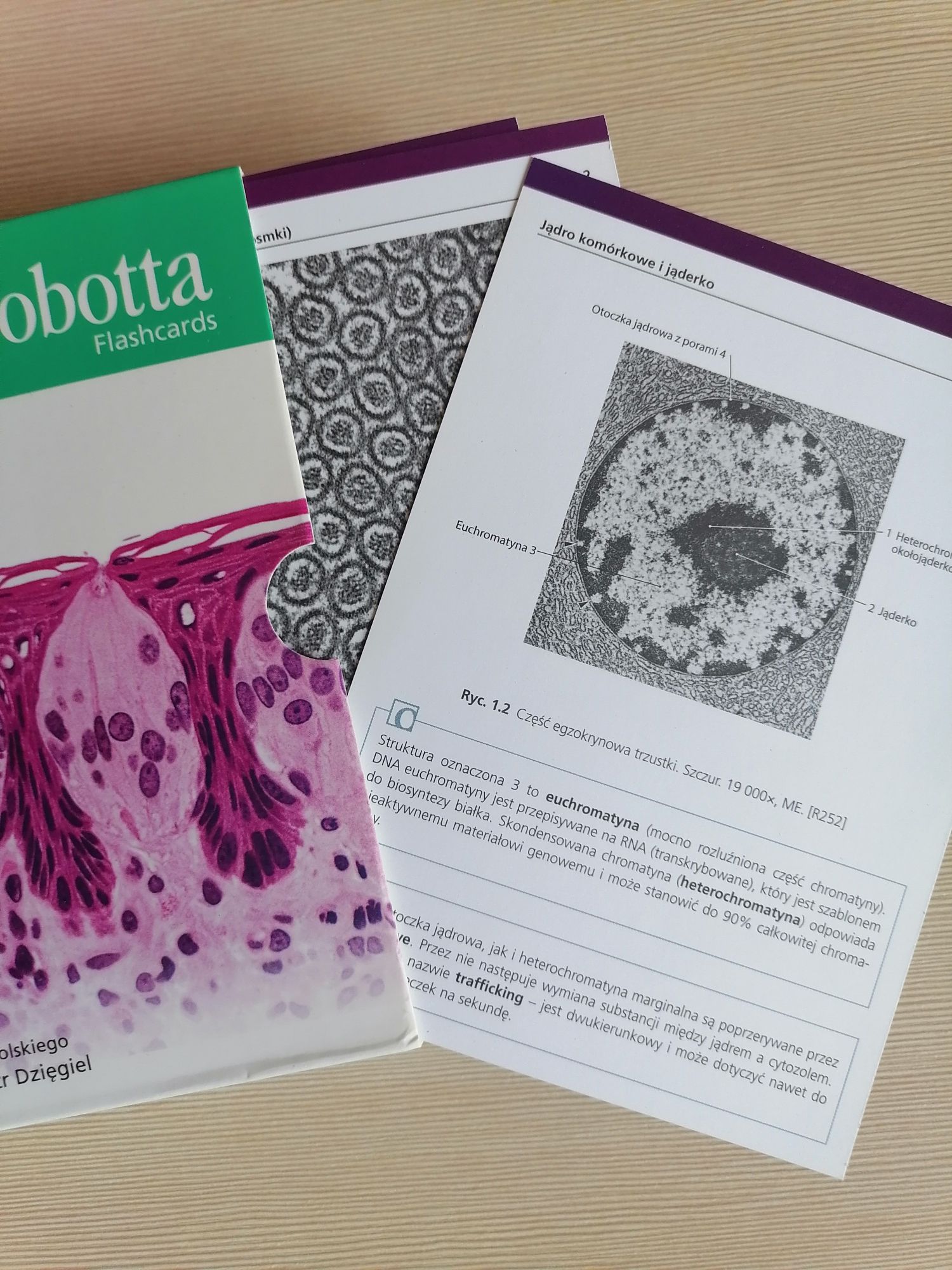 fiszki histologia sobotta flashcards medycyna