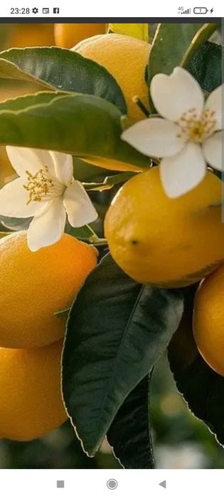 Цитруси привиті: лимон, лайм, кумкват