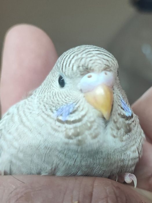 Periquitos black face canela