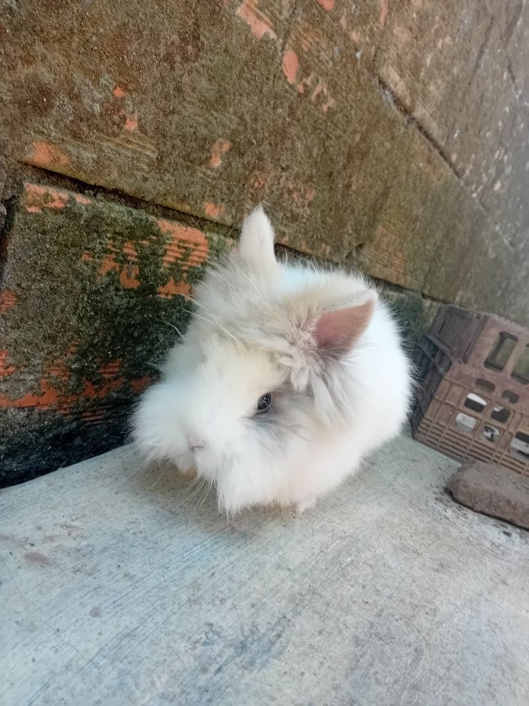 Coelhos anões               .