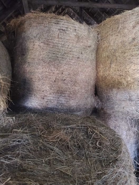 Sprzedam suche Siano