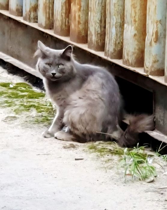 Кот ищет хозяина